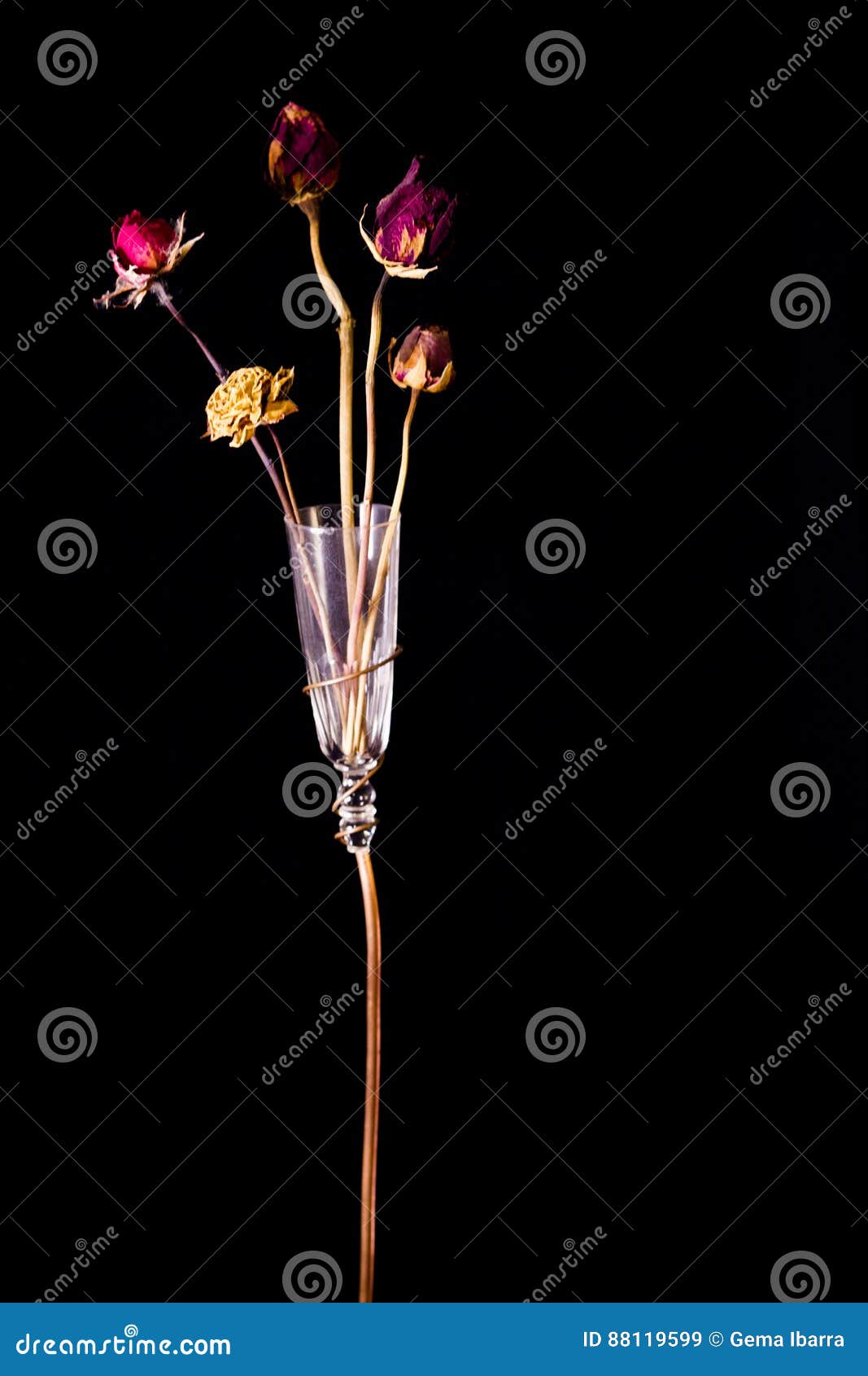 Dried Flowers Inside a Glass Vase Stock Image Image of vase, glass