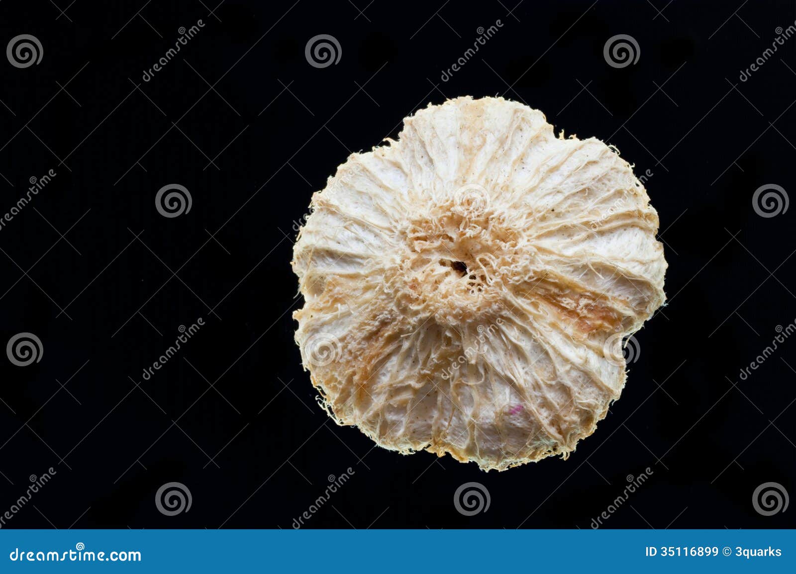 Dried fruit stock image. Image of seeds, biology, fruit 35116899