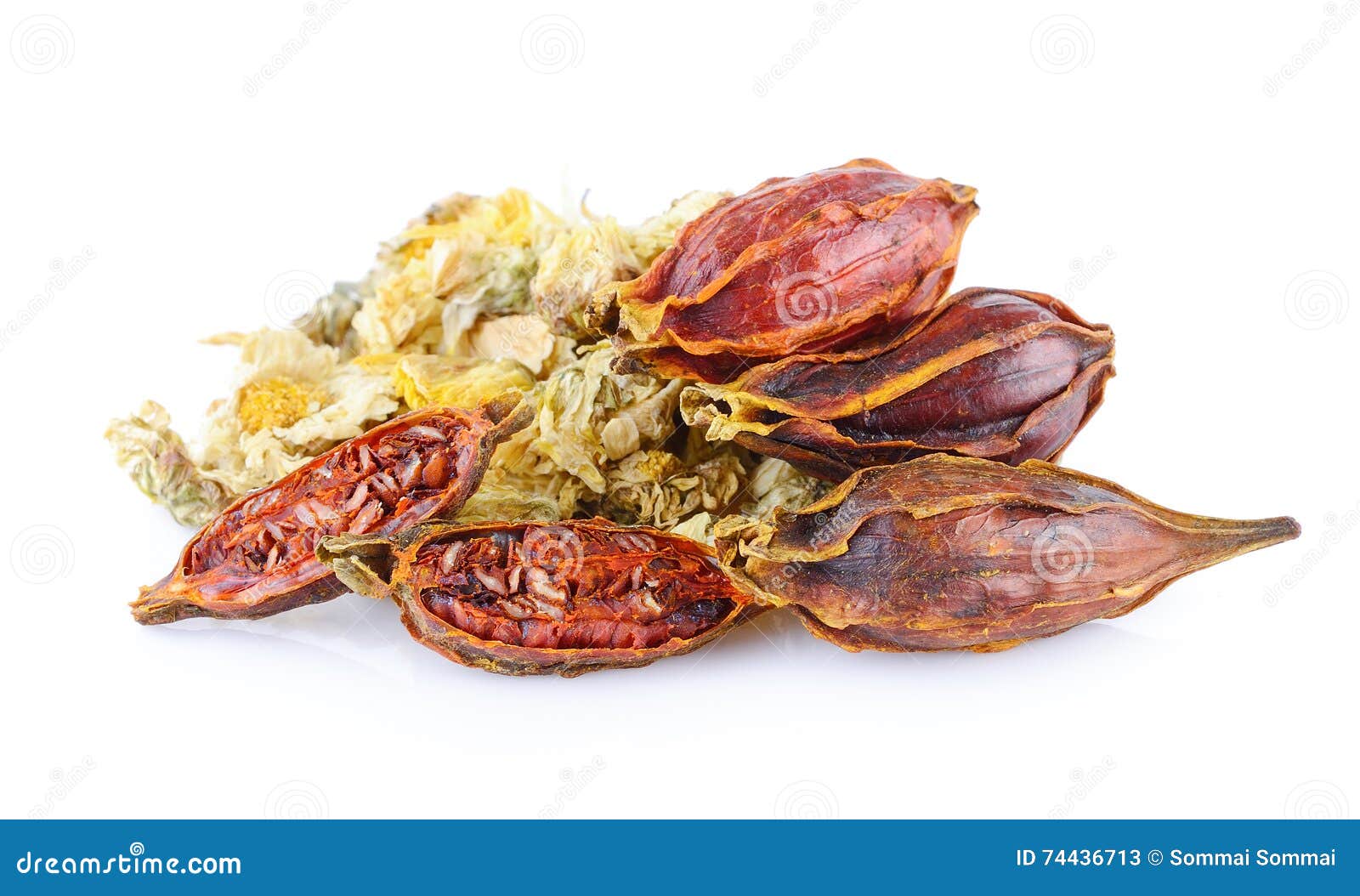 Dried gardenia fruit stock image. Image of medicinal 74436713