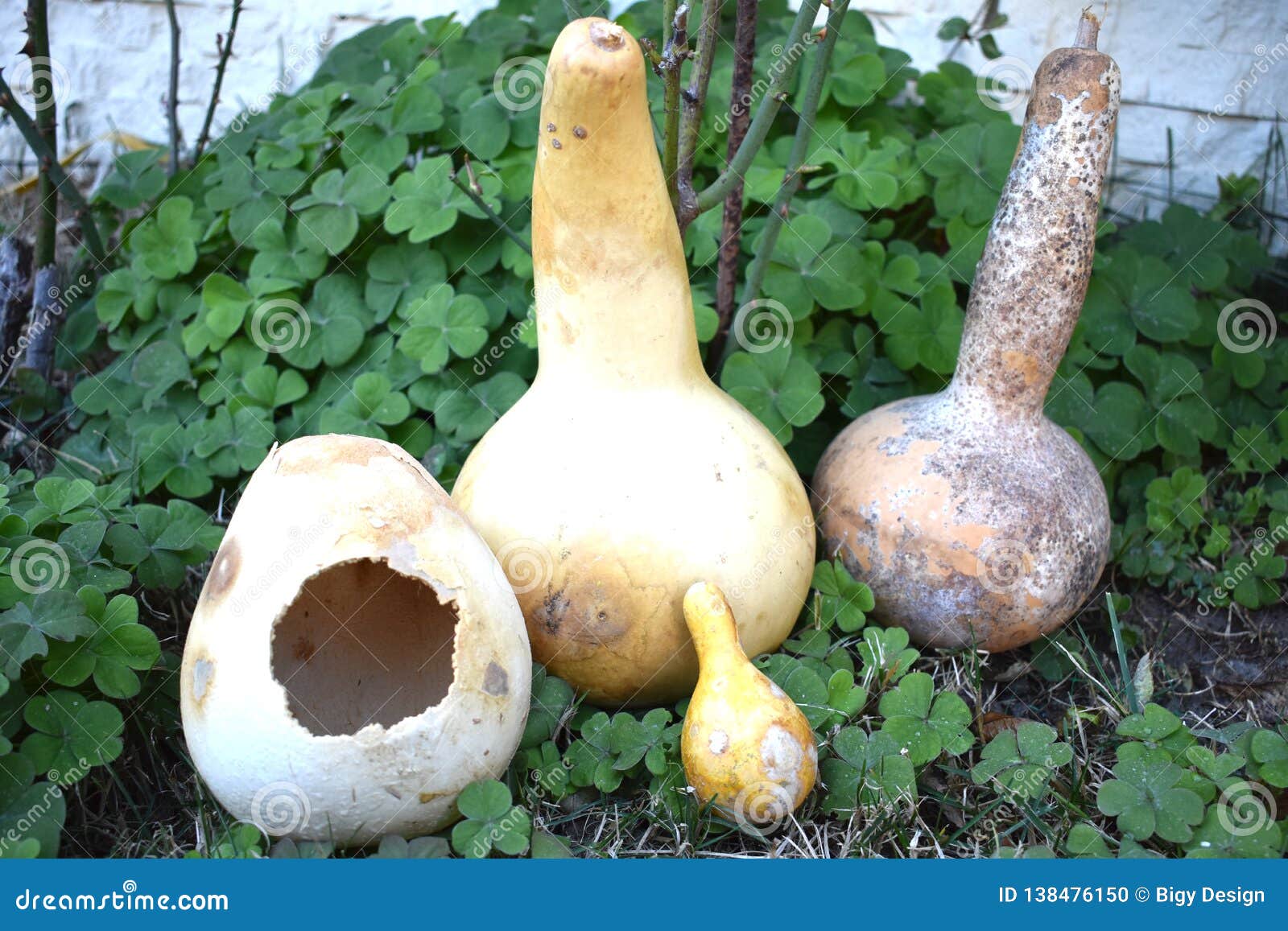 Dried Gourds of Different Sizes Stock Photo Image of gold