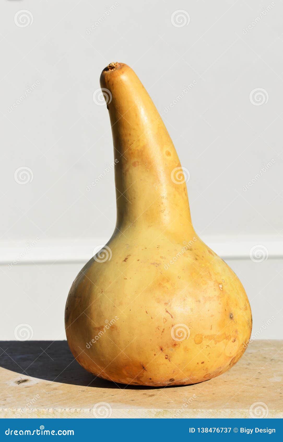 Dried Gourds of Different Sizes Stock Image Image of fruit, natural