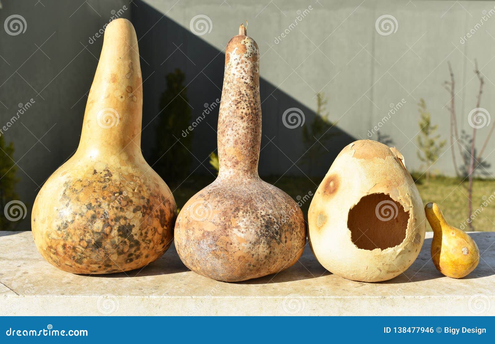 Dried Gourds of Different Sizes Stock Photo Image of detail, drinks
