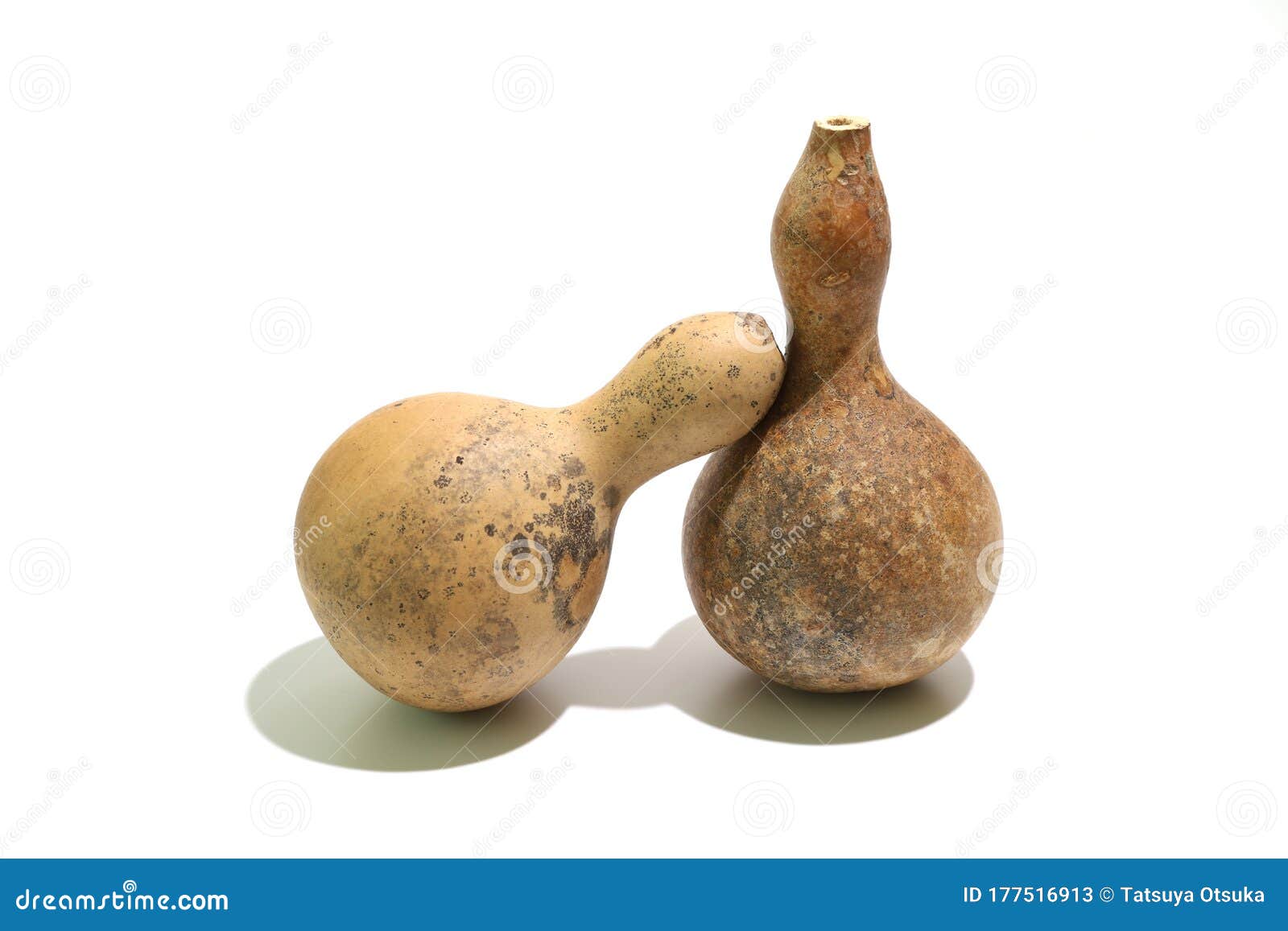 Dried Gourds in a White Background Stock Image Image of containers