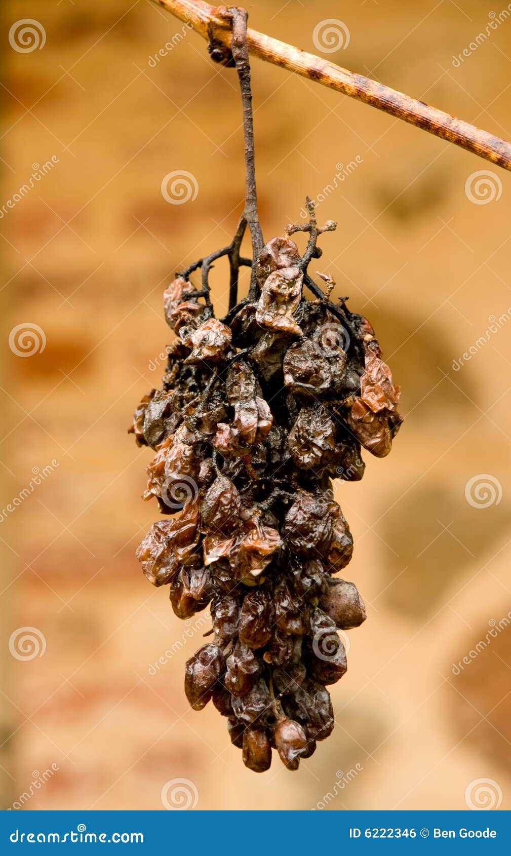 Dried Grapes stock photo. Image of fermentation, grapes 6222346