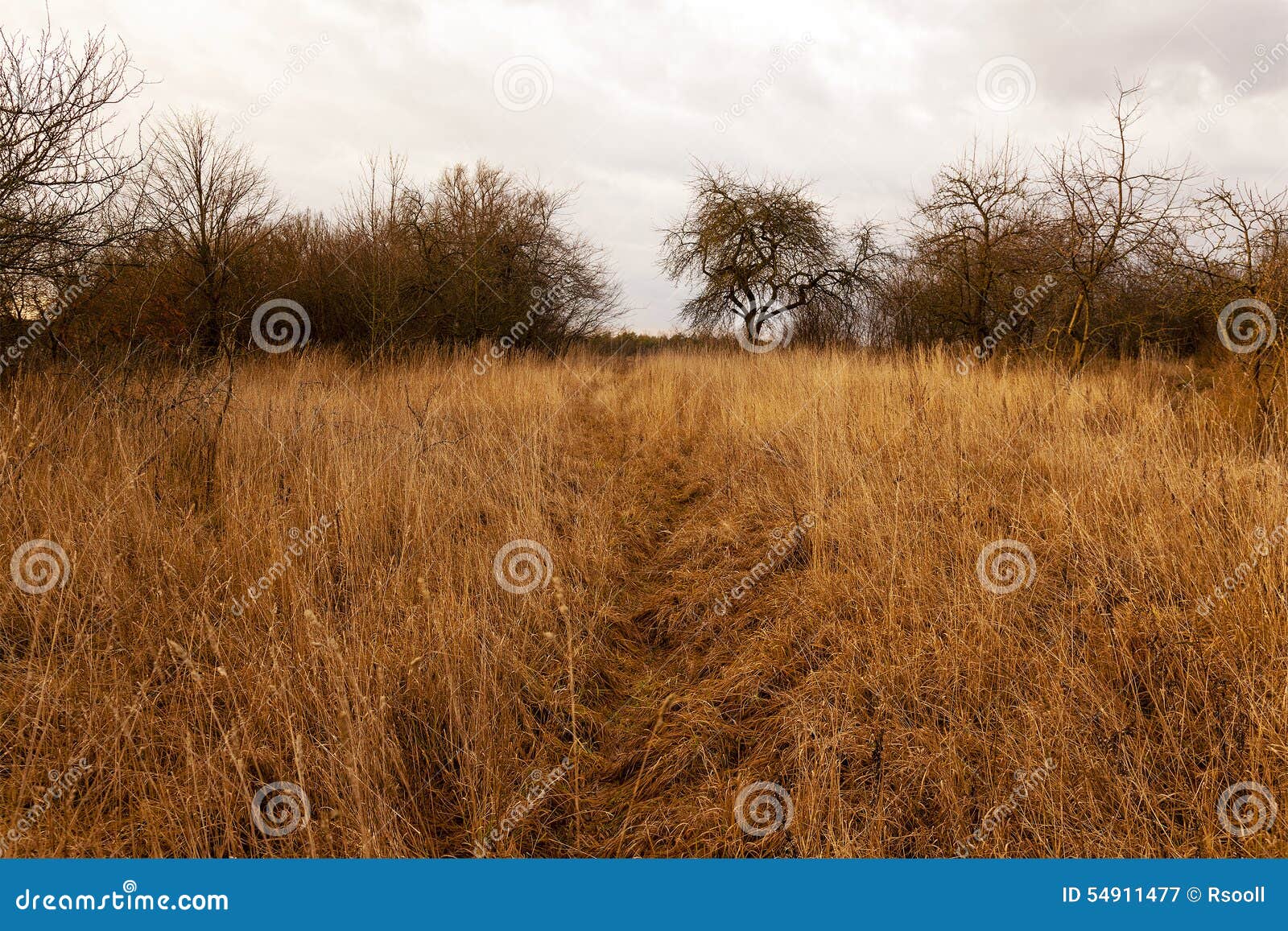 Dried grass stock image. Image of high, outdoors, herb - 54911477