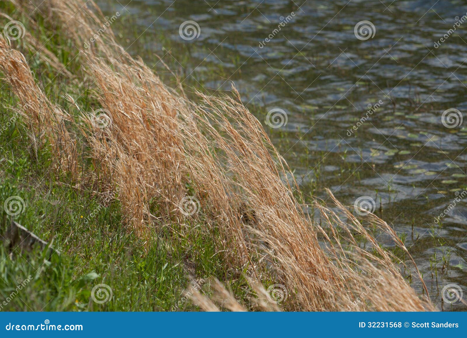 Dried Grass Stock Photo Image Of Brown Grass River 32231568