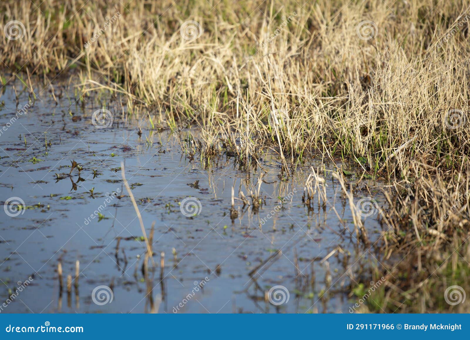 Dried Grass Growing in Water Stock Photo Image of life, calm 291171966