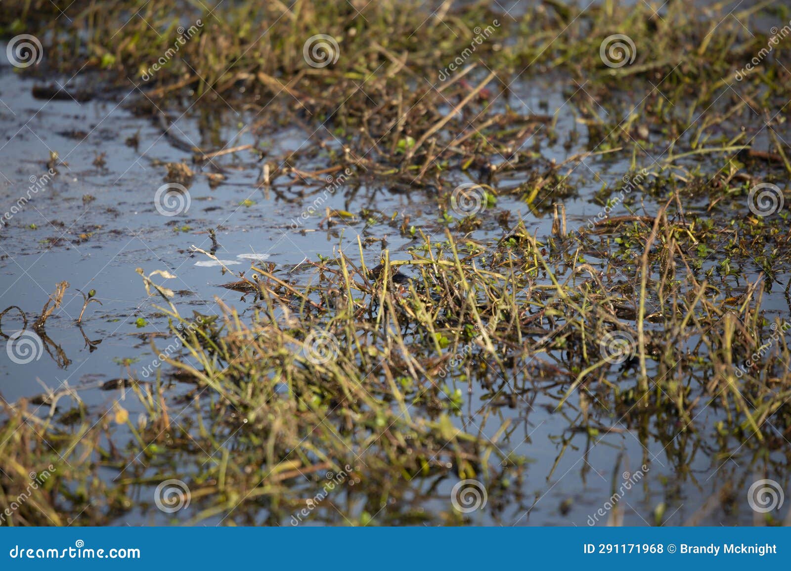 Dried Grass Growing in Water Stock Photo Image of living, backdrop