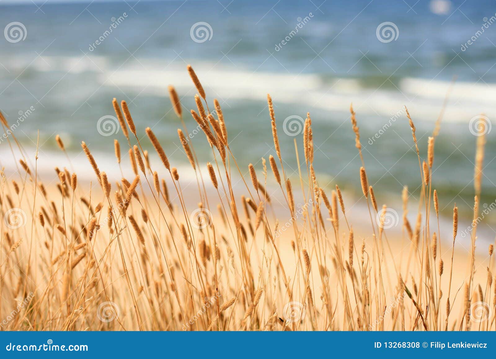 dried grass at the seaside