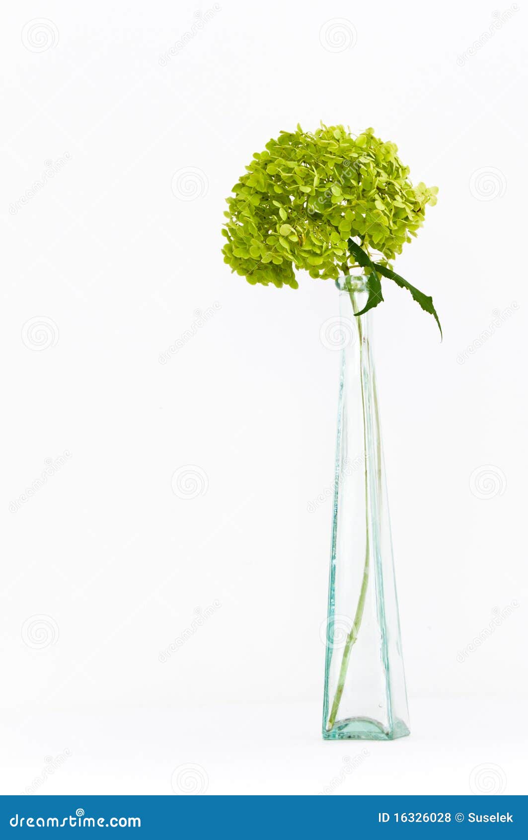 Dried Green Hortensia (hydrangea) Flowers Stock Photo Image of nature
