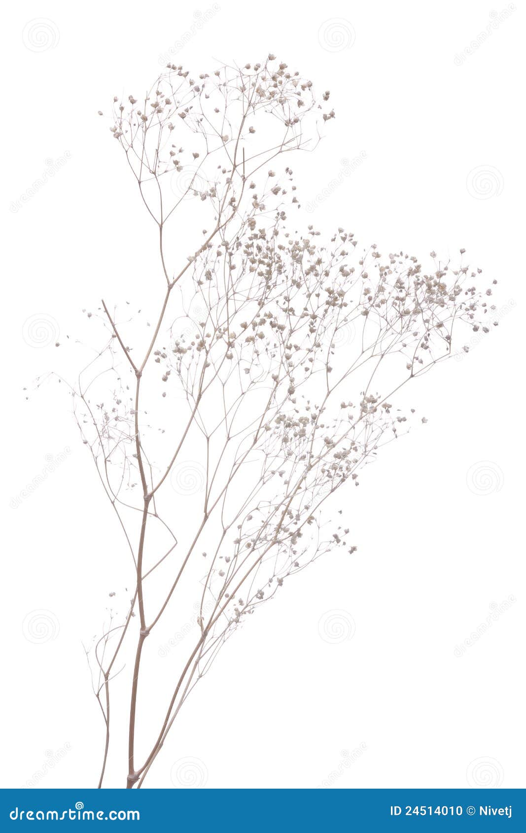 dried gypsophila