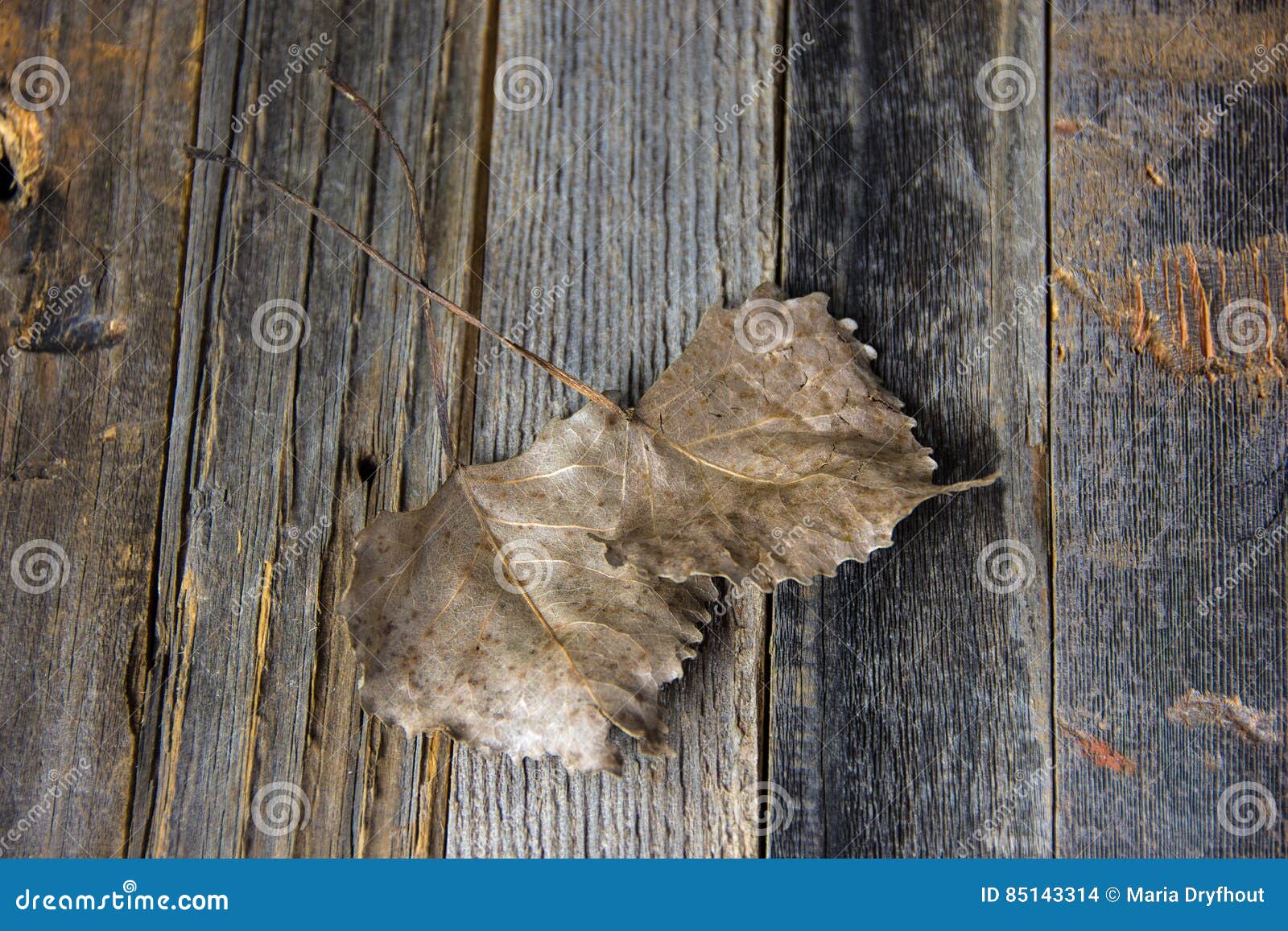 Dried Heart Shaped Leaves on Wood Stock Photo Image of brown, rustic