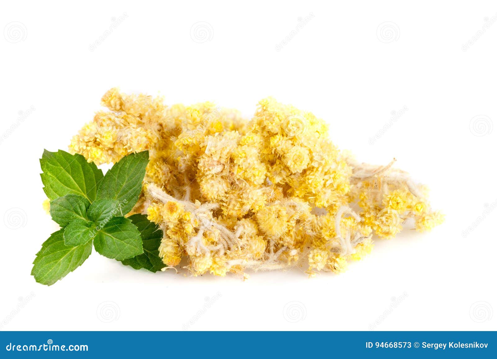 Dried Helichrysum or Immortelle Flowers on White Background Stock Image ...