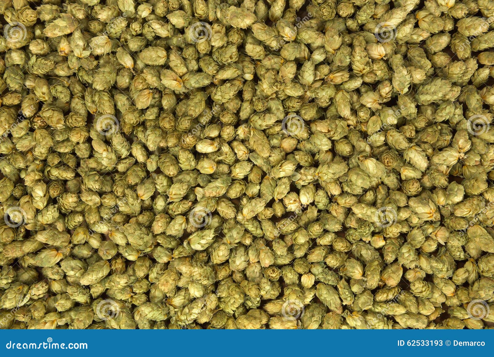 Dried hops stock image. Image of traditional, brewery 62533193