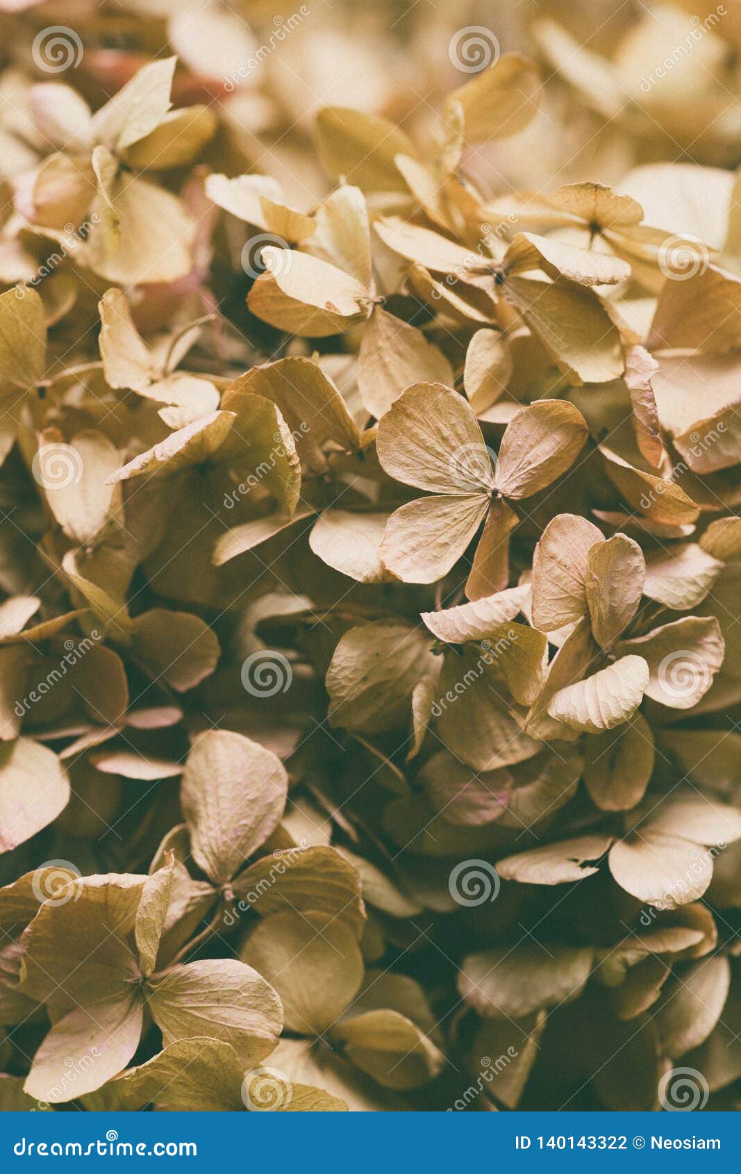 Dried hydrangea flower stock photo. Image of closeup 140143322