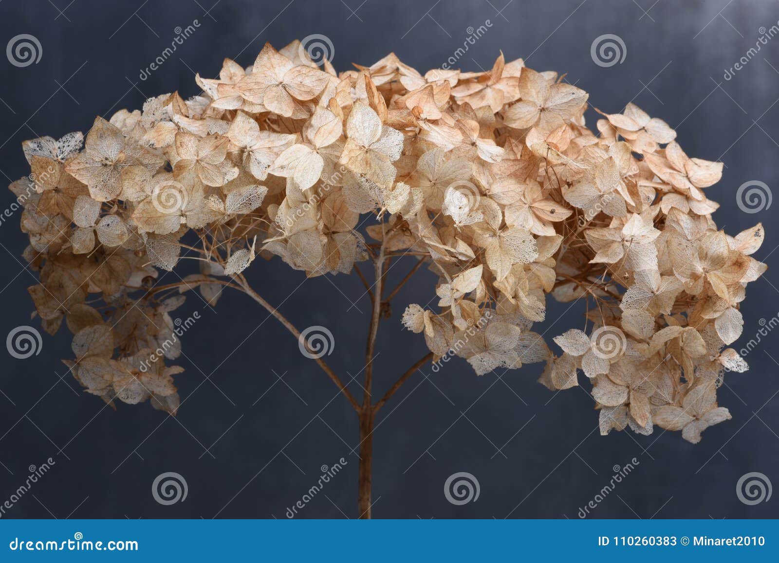 Dried hydrangea flowers stock image. Image of leaf, head 110260383