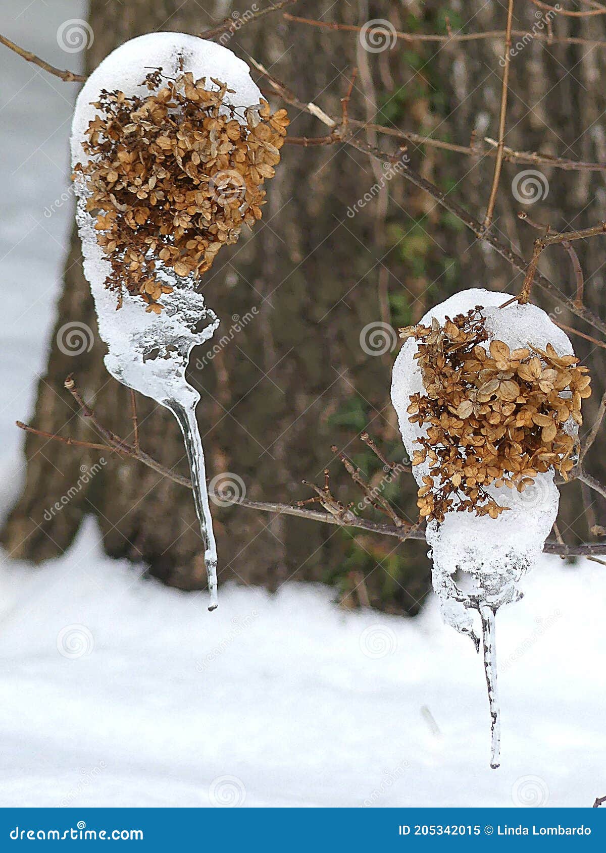 dried hydrangea flowers with snow and icicles in nature