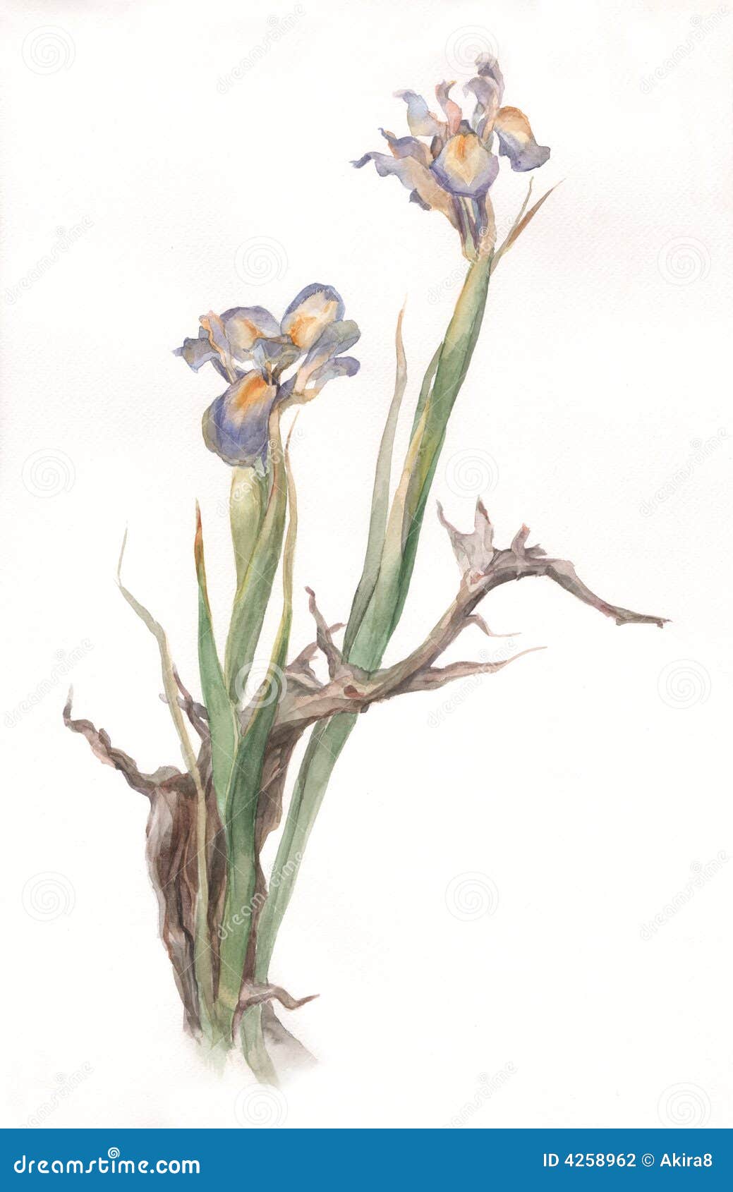 Dried Iris Flowers Watercolor Painting Stock Illustration
