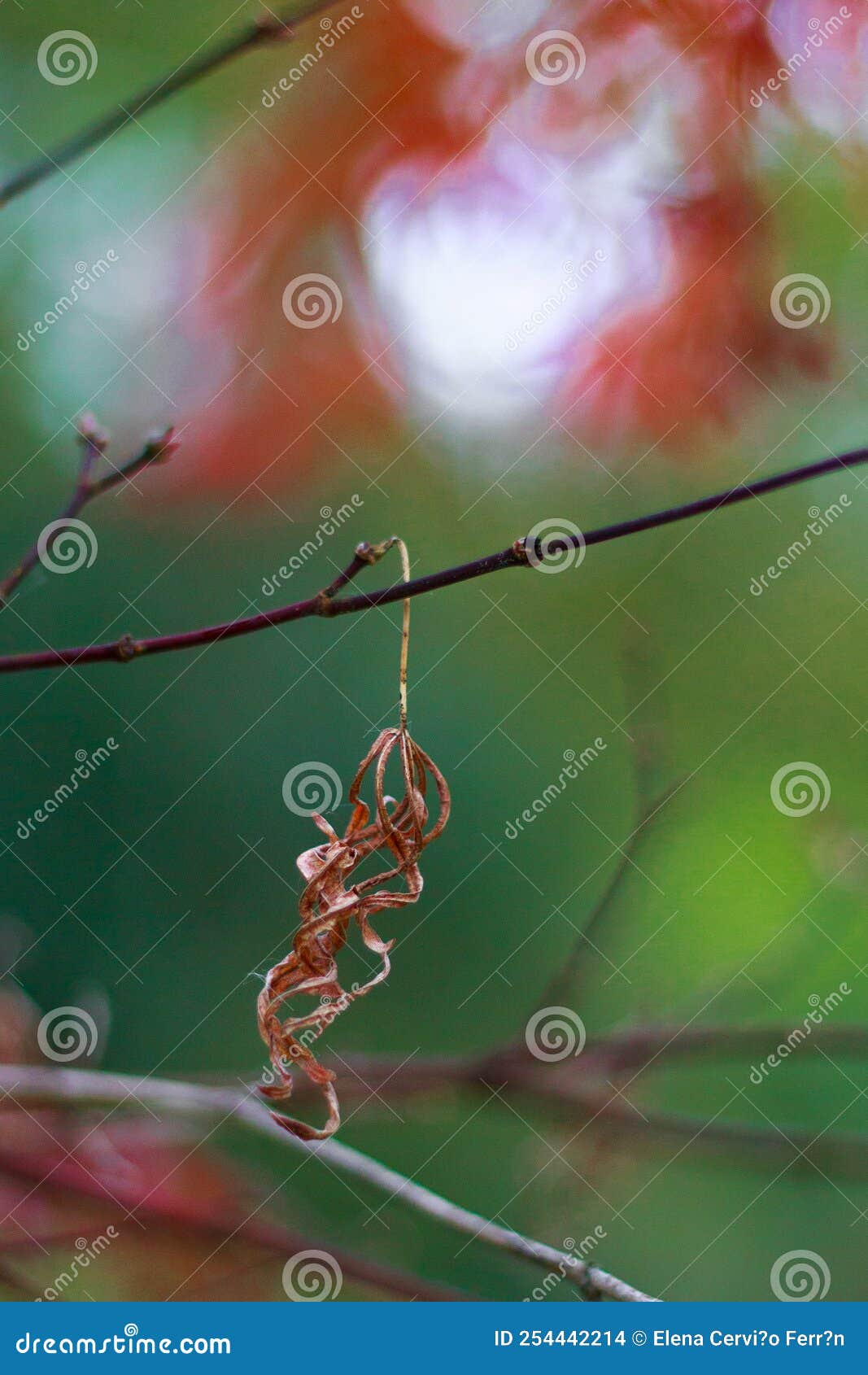 Wavy and Dry Leaf of Japanese Maple. Stock Photo Image of garden