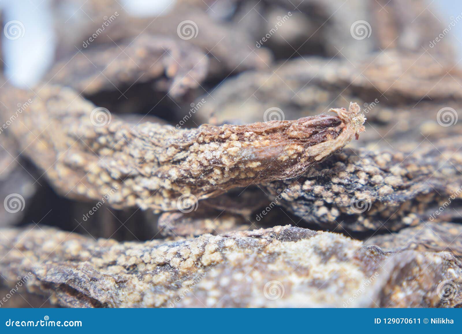 Dried kamias 2 stock image. Image of kamias, close, closeup 129070611