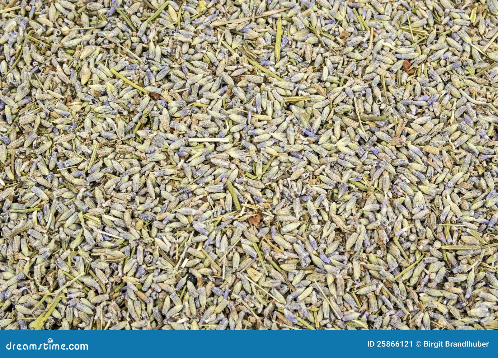 Dried lavender blossoms stock image. Image of homeopathy 25866121