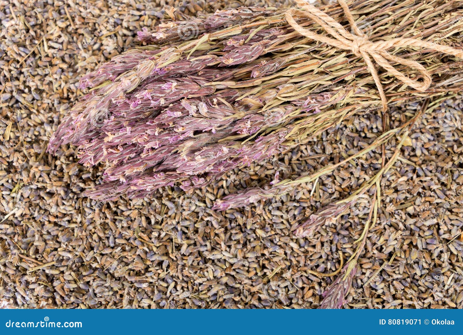Dried Lavender Bouquet with Twine Stock Image Image of botany, beauty