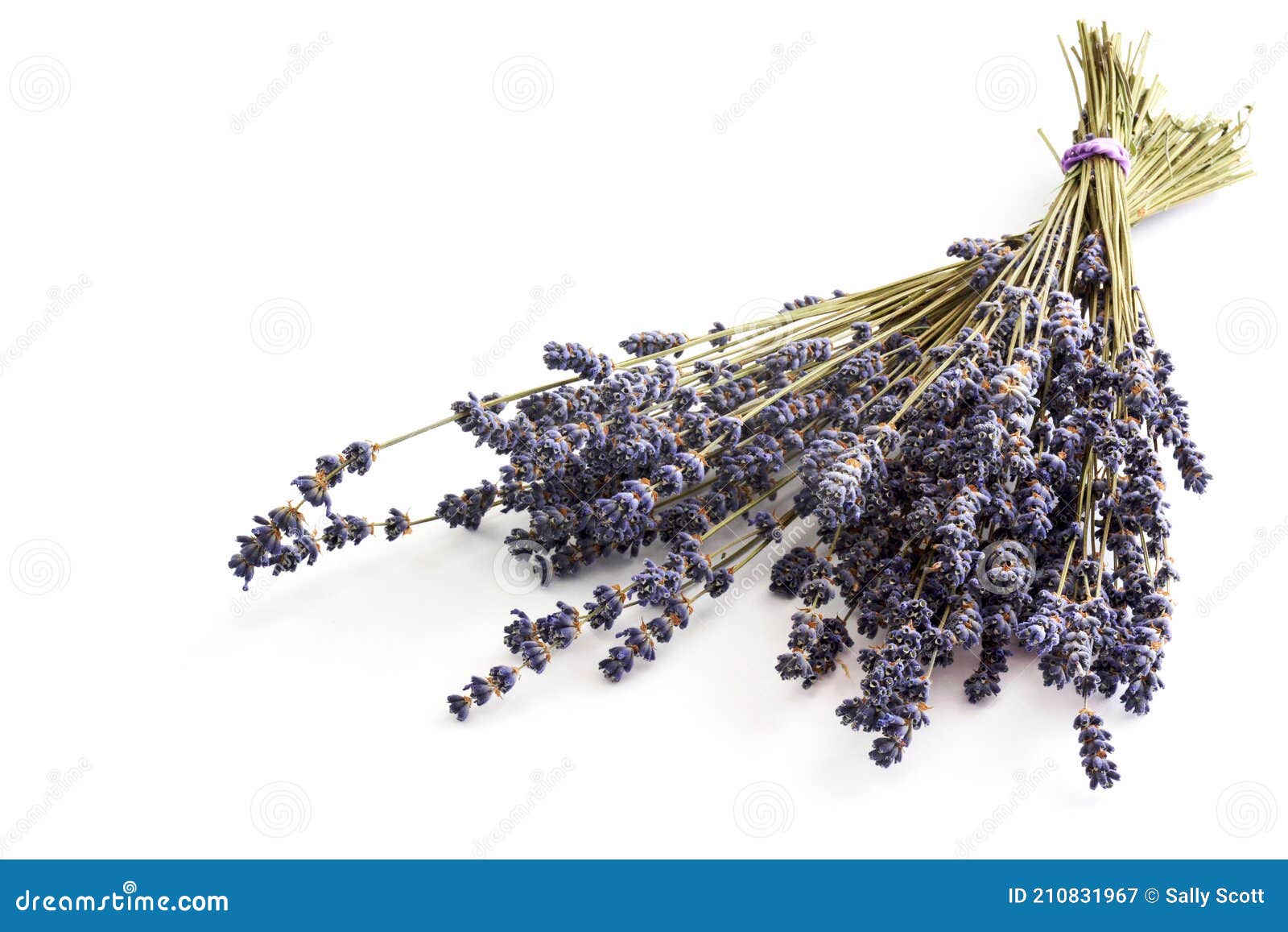 Lavender Bunches RoyaltyFree Stock Image 15151060