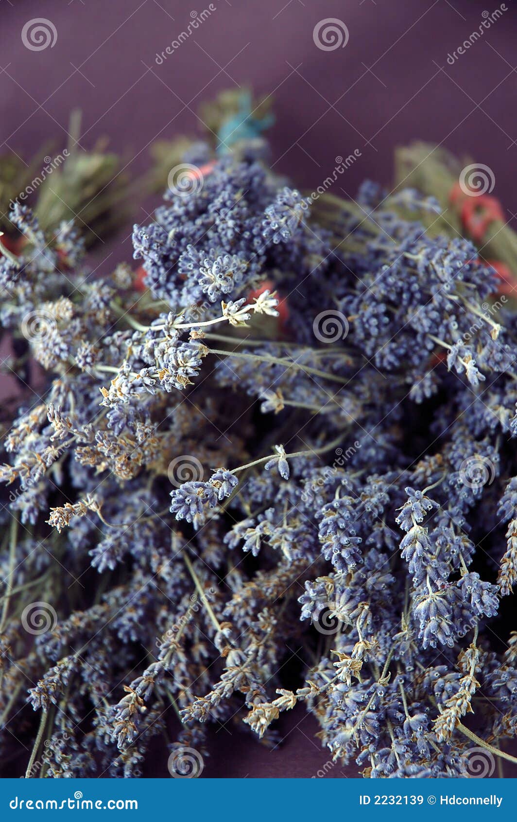 Dried lavender flowers stock image. Image of detail, flora 2232139