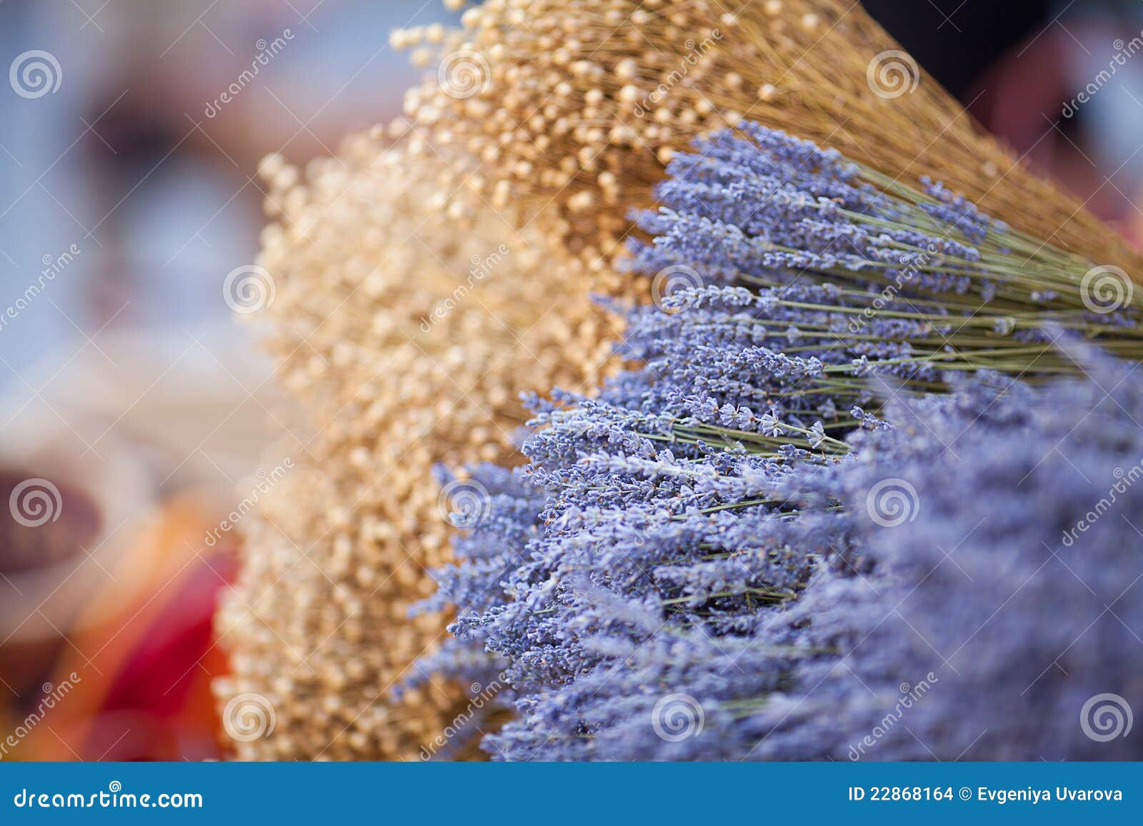 Dried lavender flowers stock photo. Image of farm, close 22868164