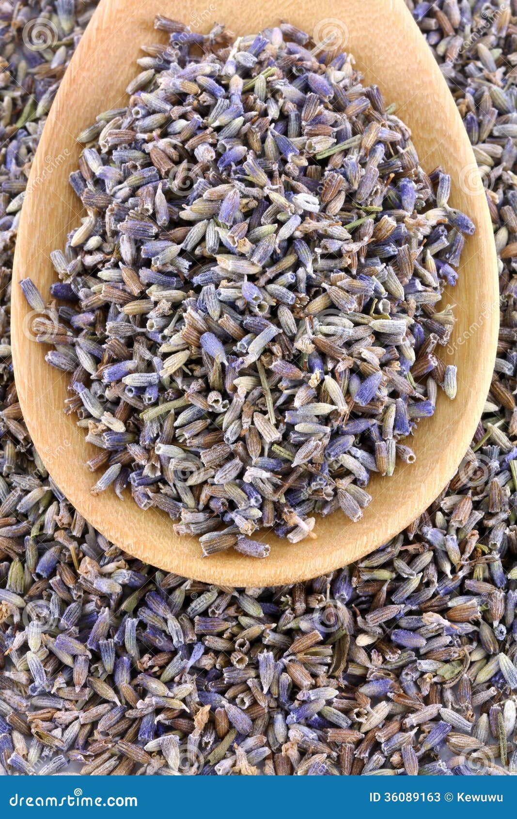 Dried Lavender flowers stock image. Image of flora, natural 36089163