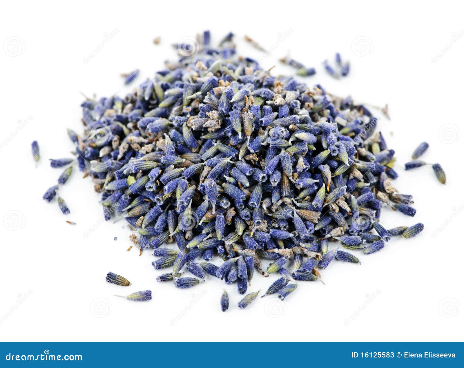 Dried Lavender Herb Flowers Stock Image Image of closeup, flower