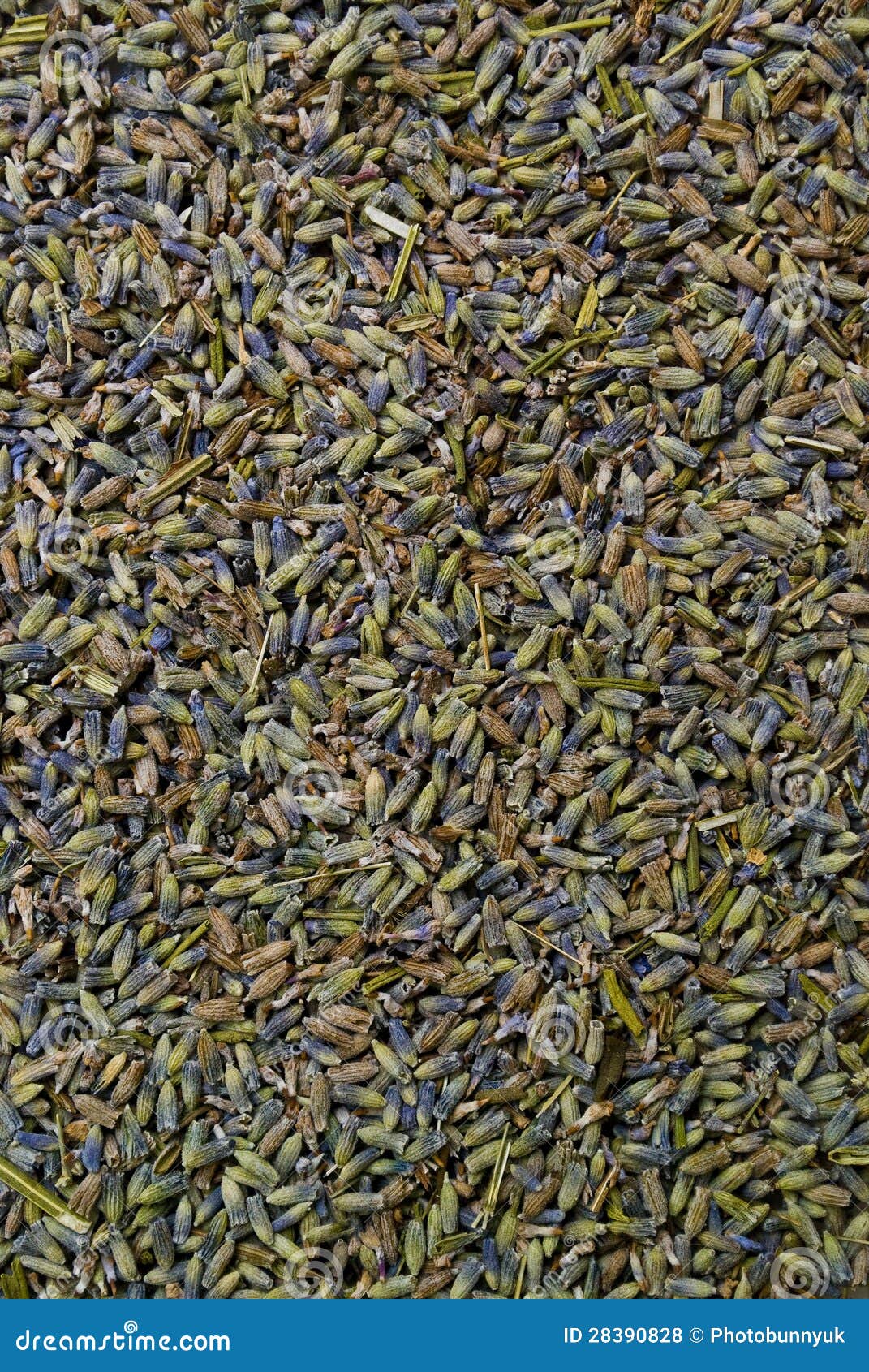 Dried Lavender Petals. stock photo. Image of petals, macro 28390828