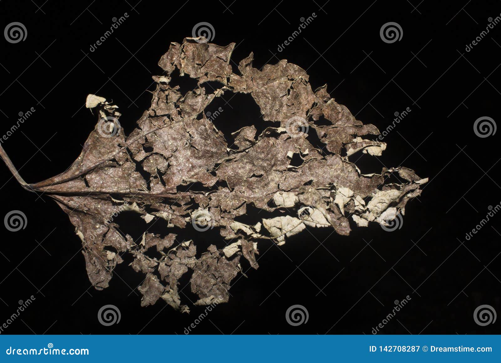 dried leaf closeup -stock image