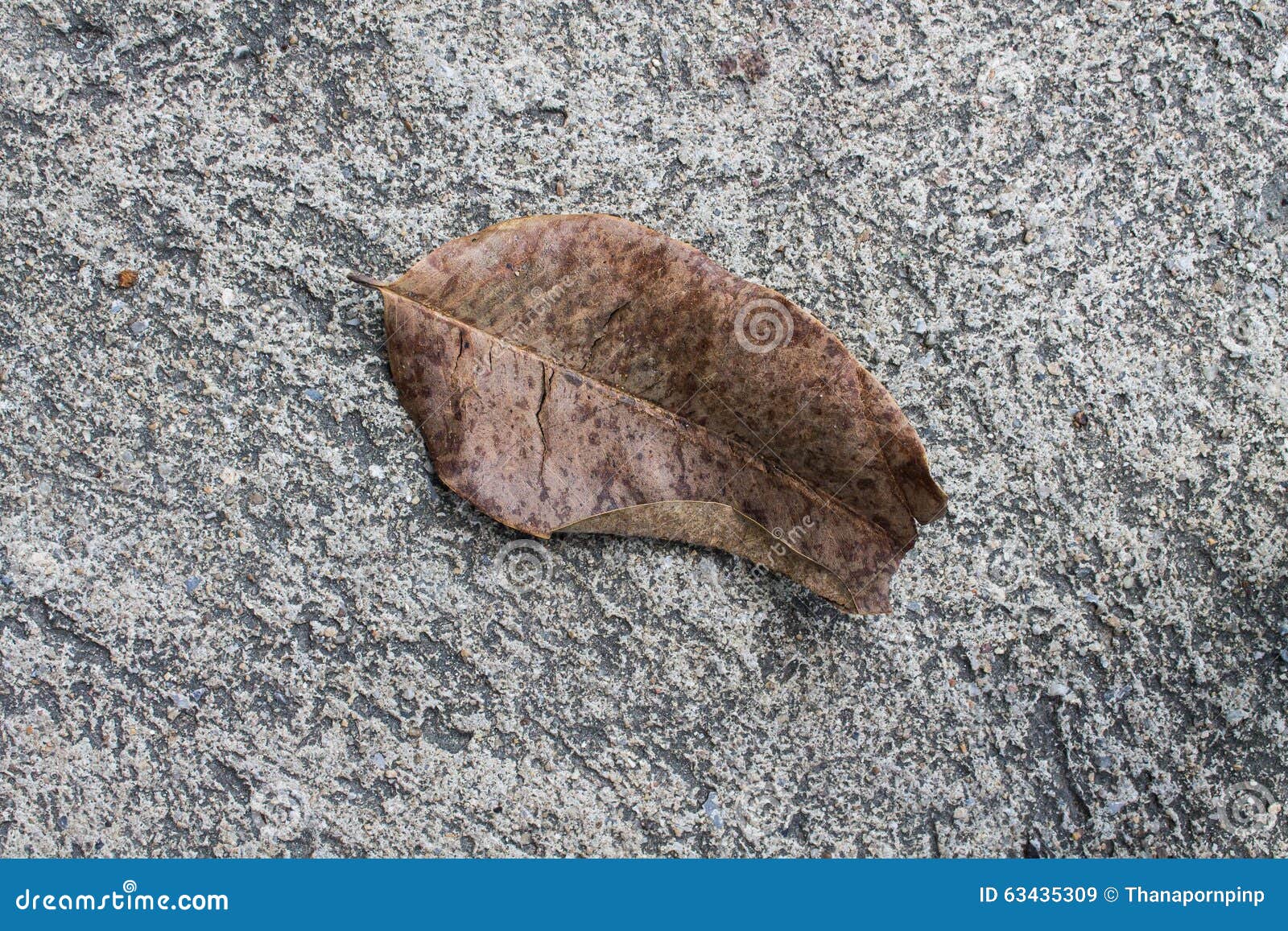 Dried Leaf on Concrete Floor Stock Image - Image of asian, stress: 63435309