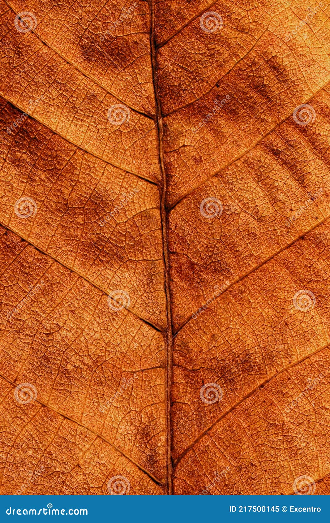 Dried leaf stock image. Image of closeup, maple, arid 217500145