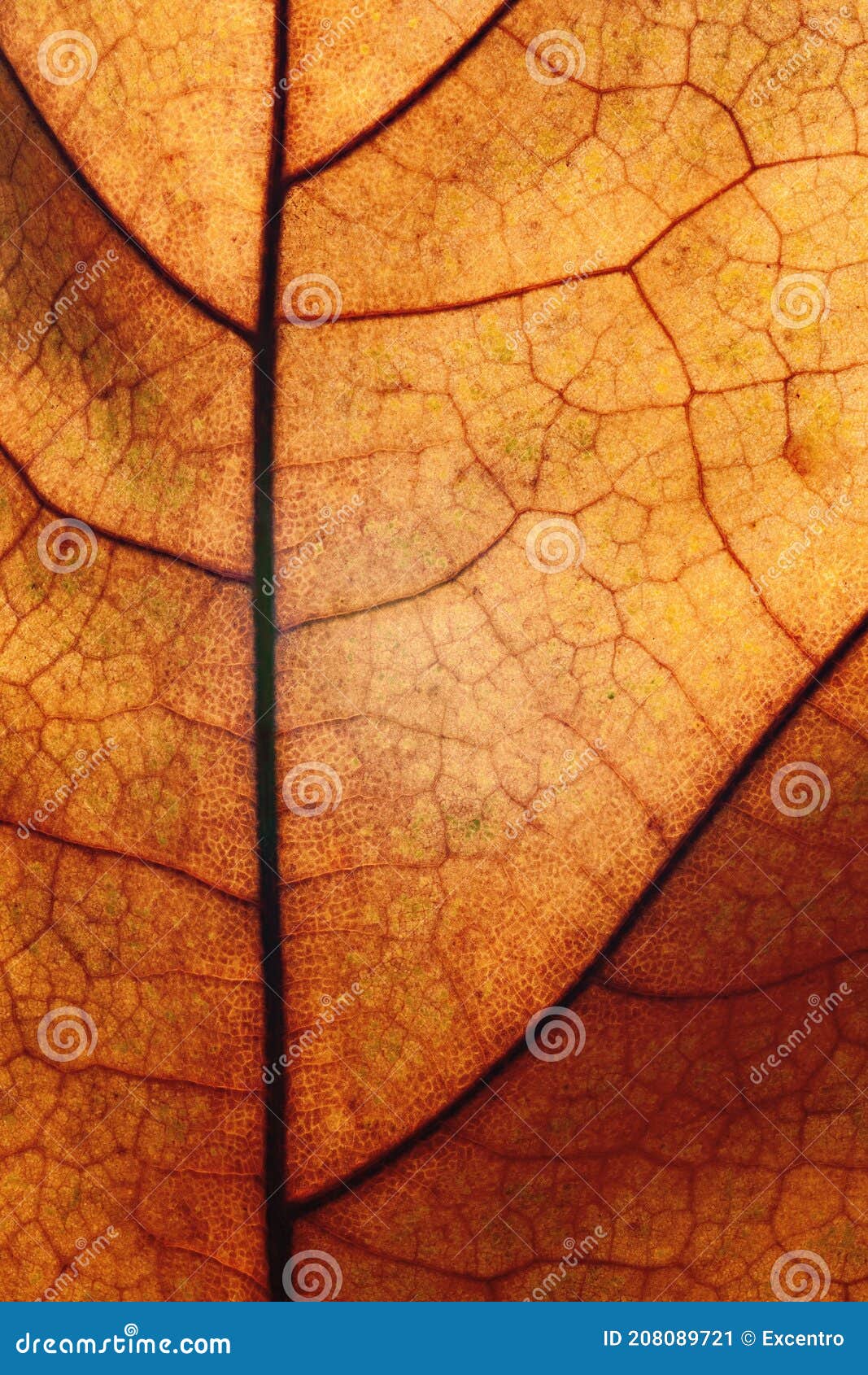 Dried leaf stock image. Image of maple, color, leaf 208089721