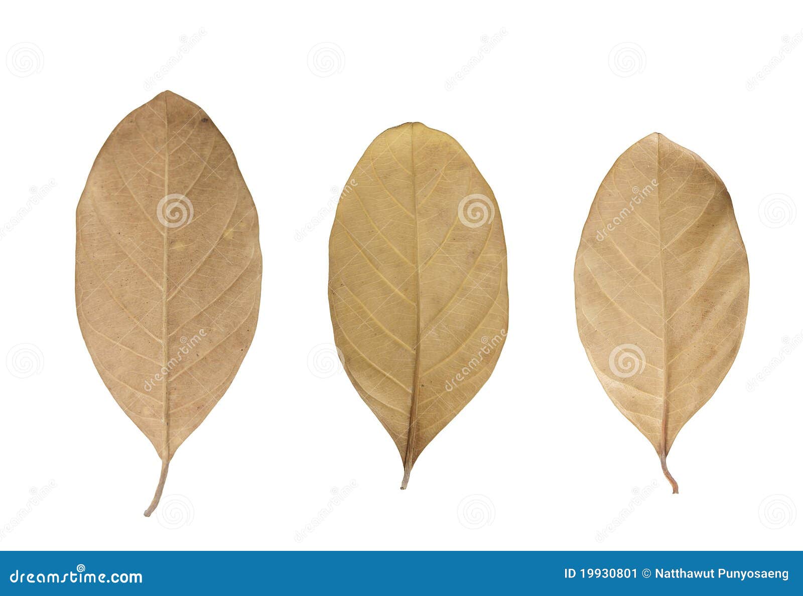 Dried Leaf isolated stock image. Image of brown, natural 19930801