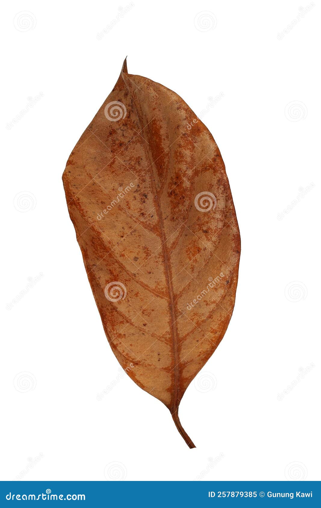 Dried Leaf, Isolated on White Stock Image Image of isolated, tree