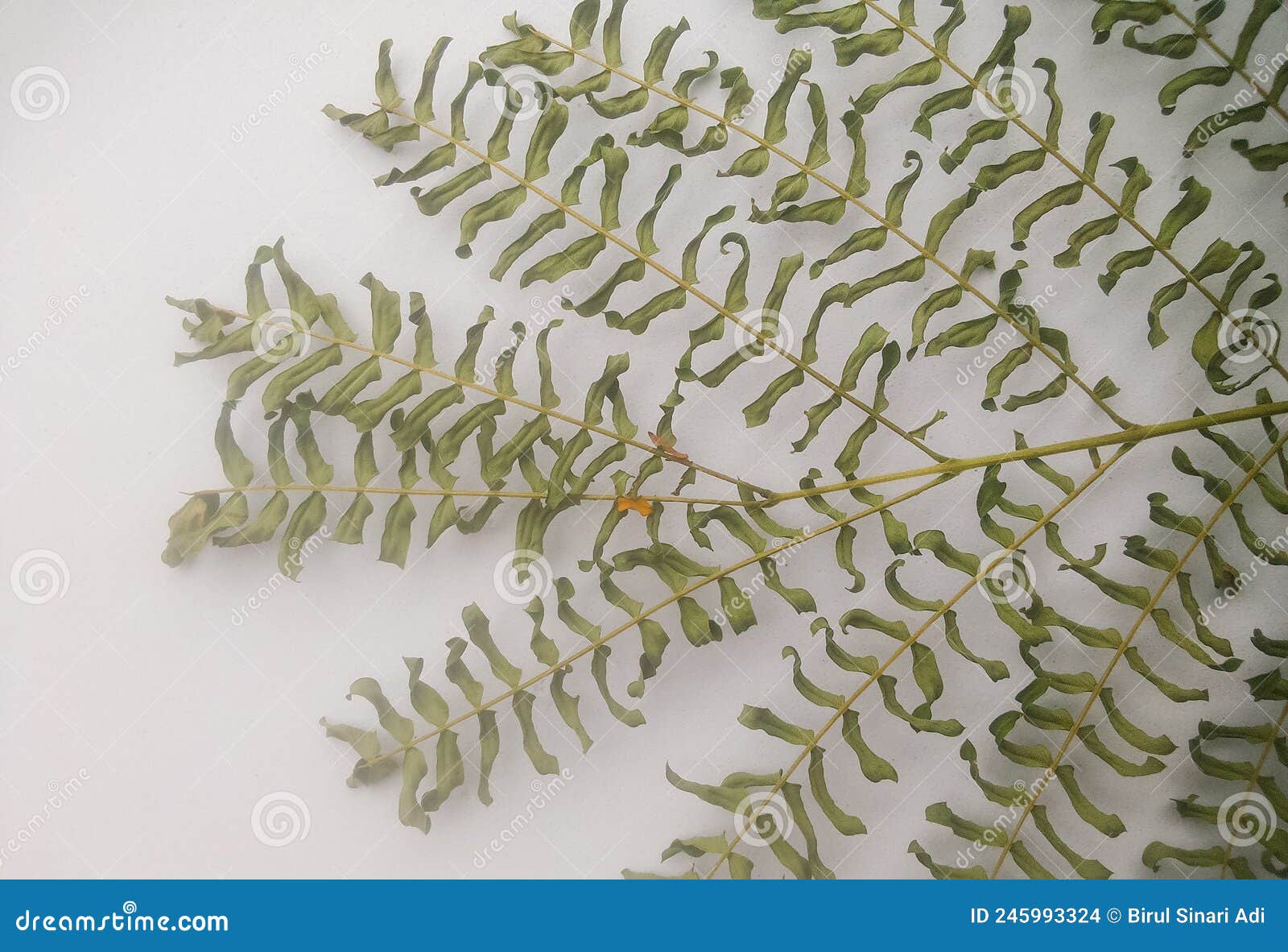 the dried leaves of leucaena tree or lamtoro tree