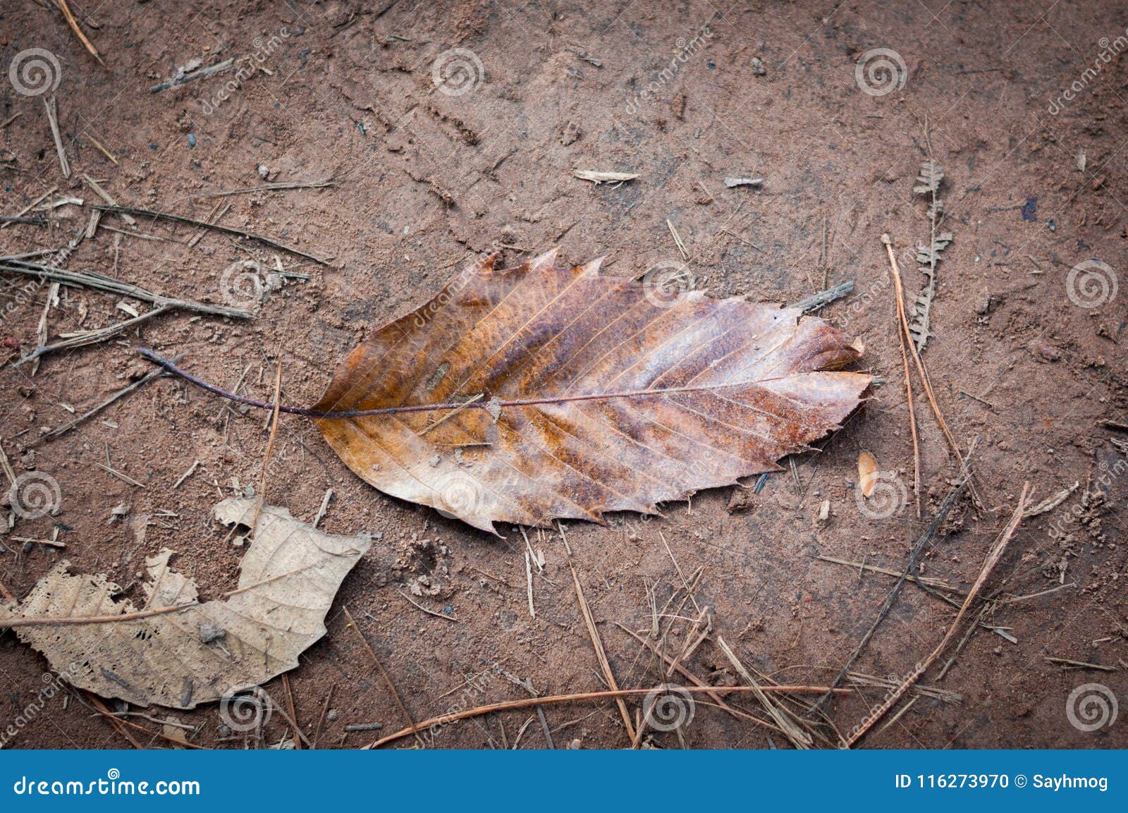 Dried leaf on soil stock photo. Image of closeup, dried 116273970