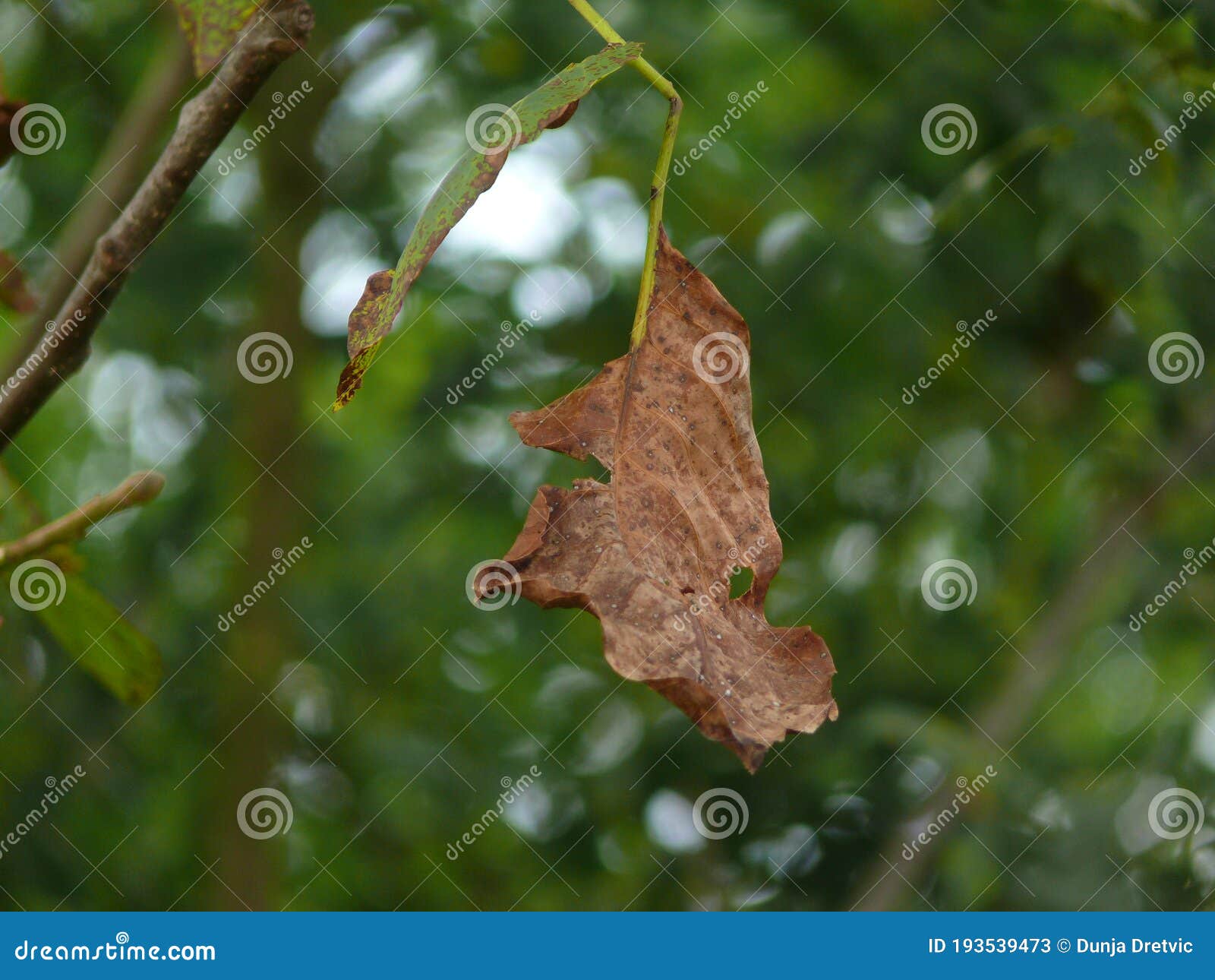 Dried leaf on tree stock image. Image of leaf, natural 193539473