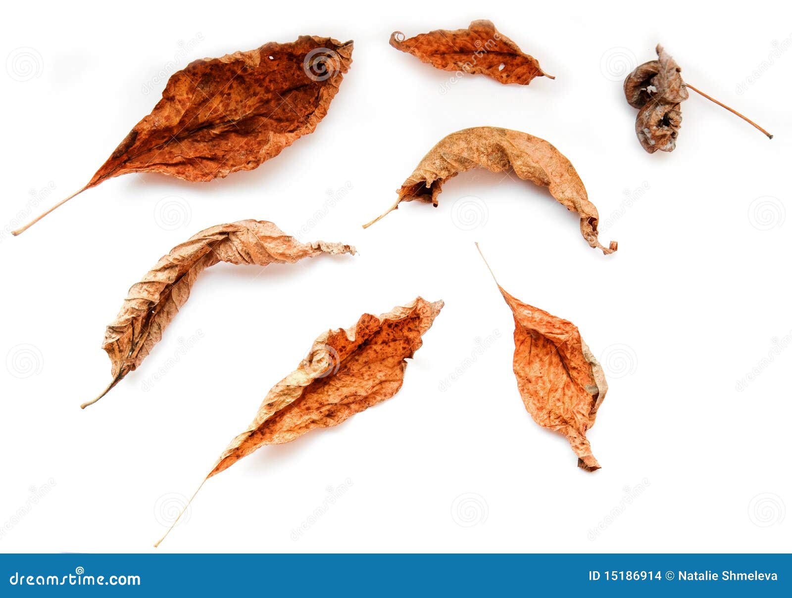 Dried leaves stock photo. Image of botanical, nature 15186914