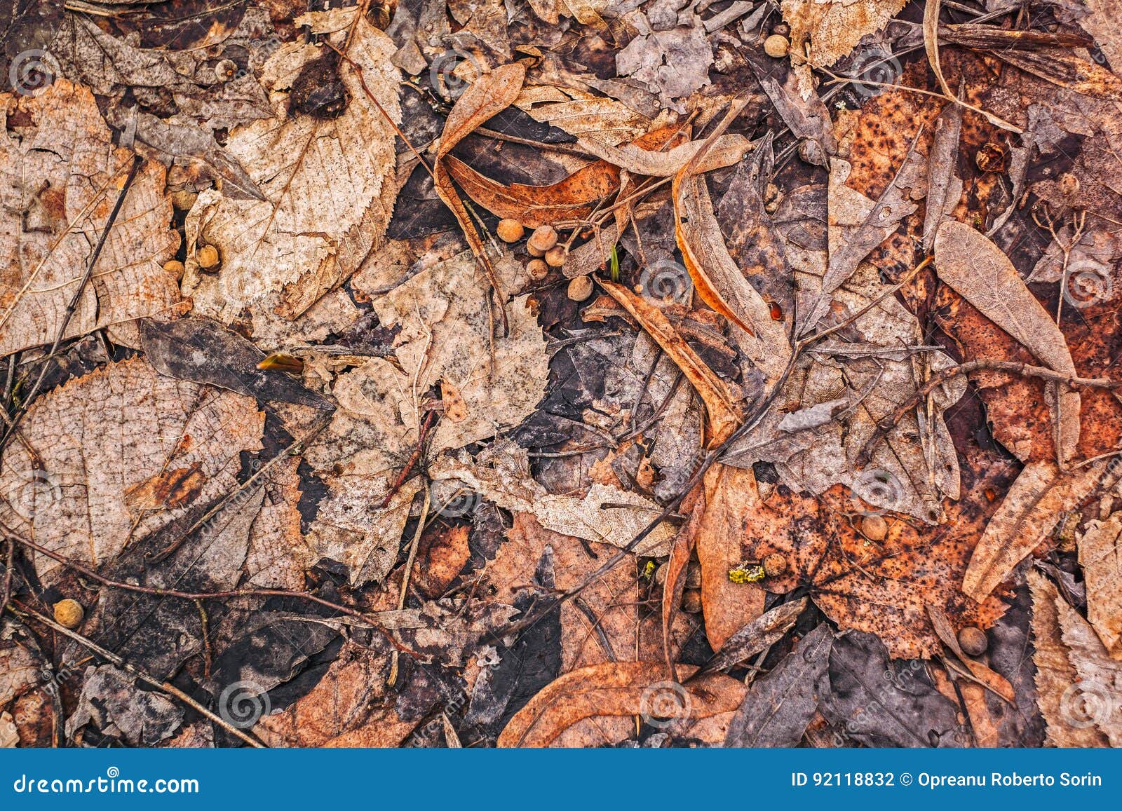 Dried Leaves Covering the Ground in the Forest Stock Photo - Image of ...