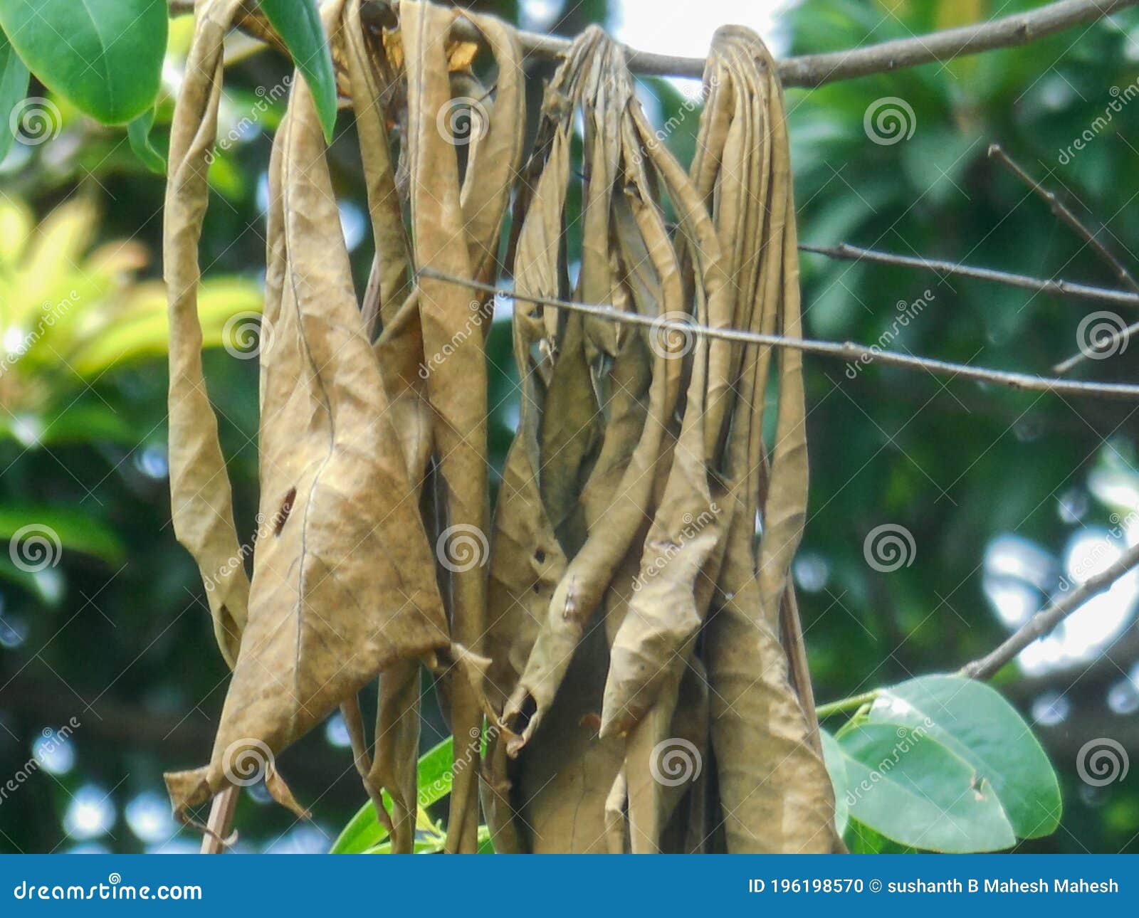 Dried Leaves on Green Background Stock Photo Image of leaves, trunk