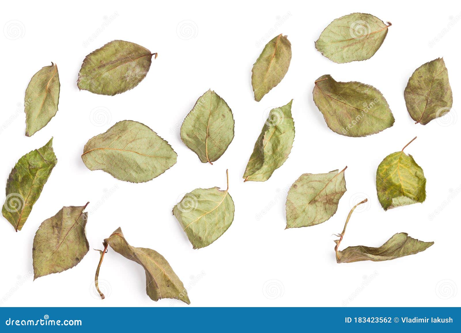 Dried leaves with rose stock photo. Image of close, fall 183423562