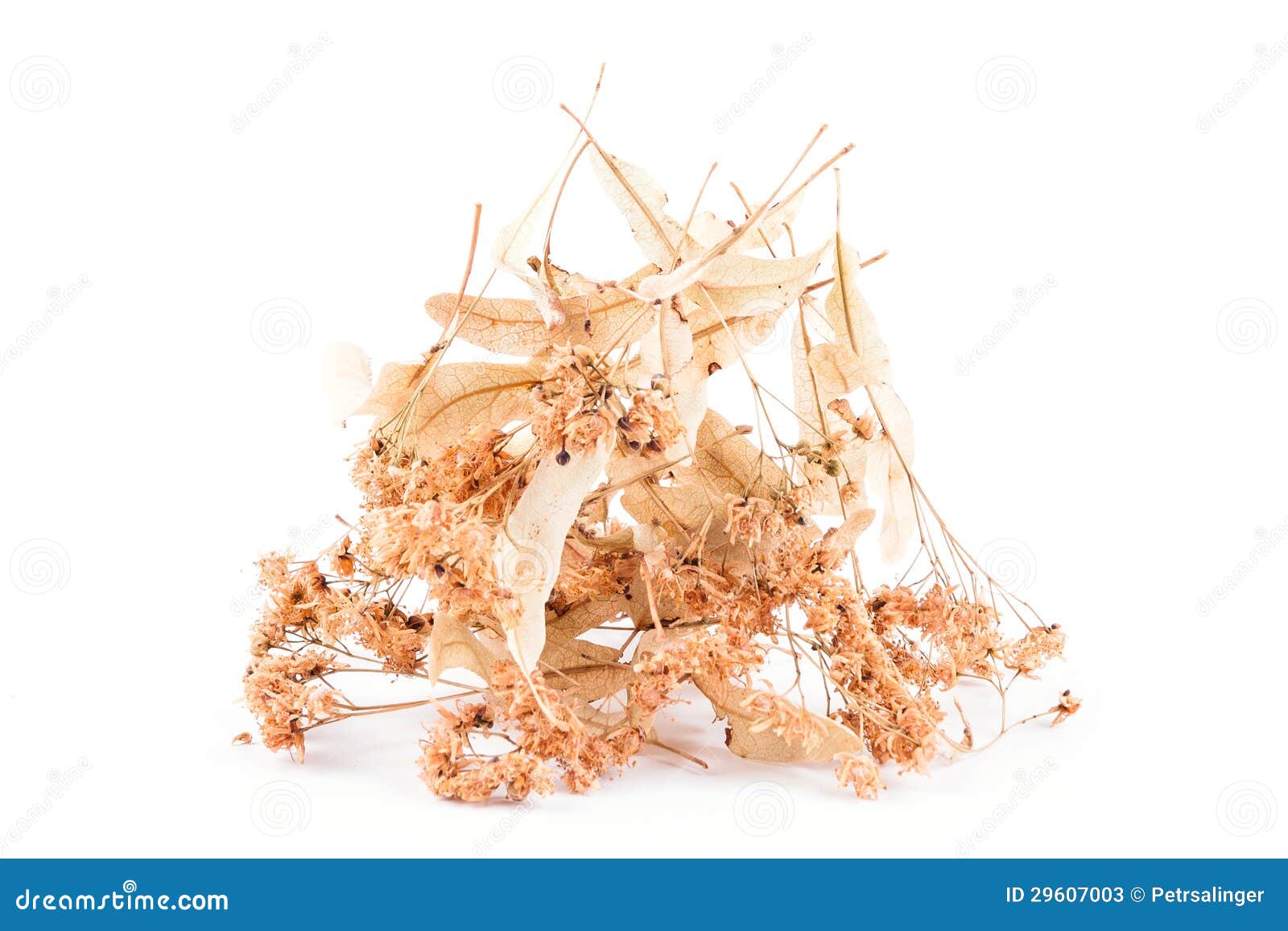 Dried linden flower stock image. Image of limetree, food - 29607003