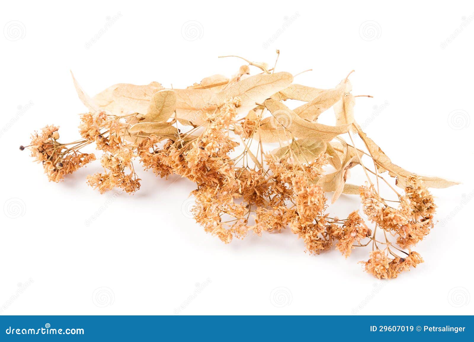 Dried linden flower stock image. Image of flowers, linden - 29607019