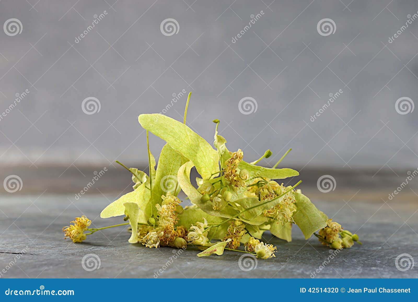 Dried Linden Flowers stock photo. Image of herbal, heap 42514320