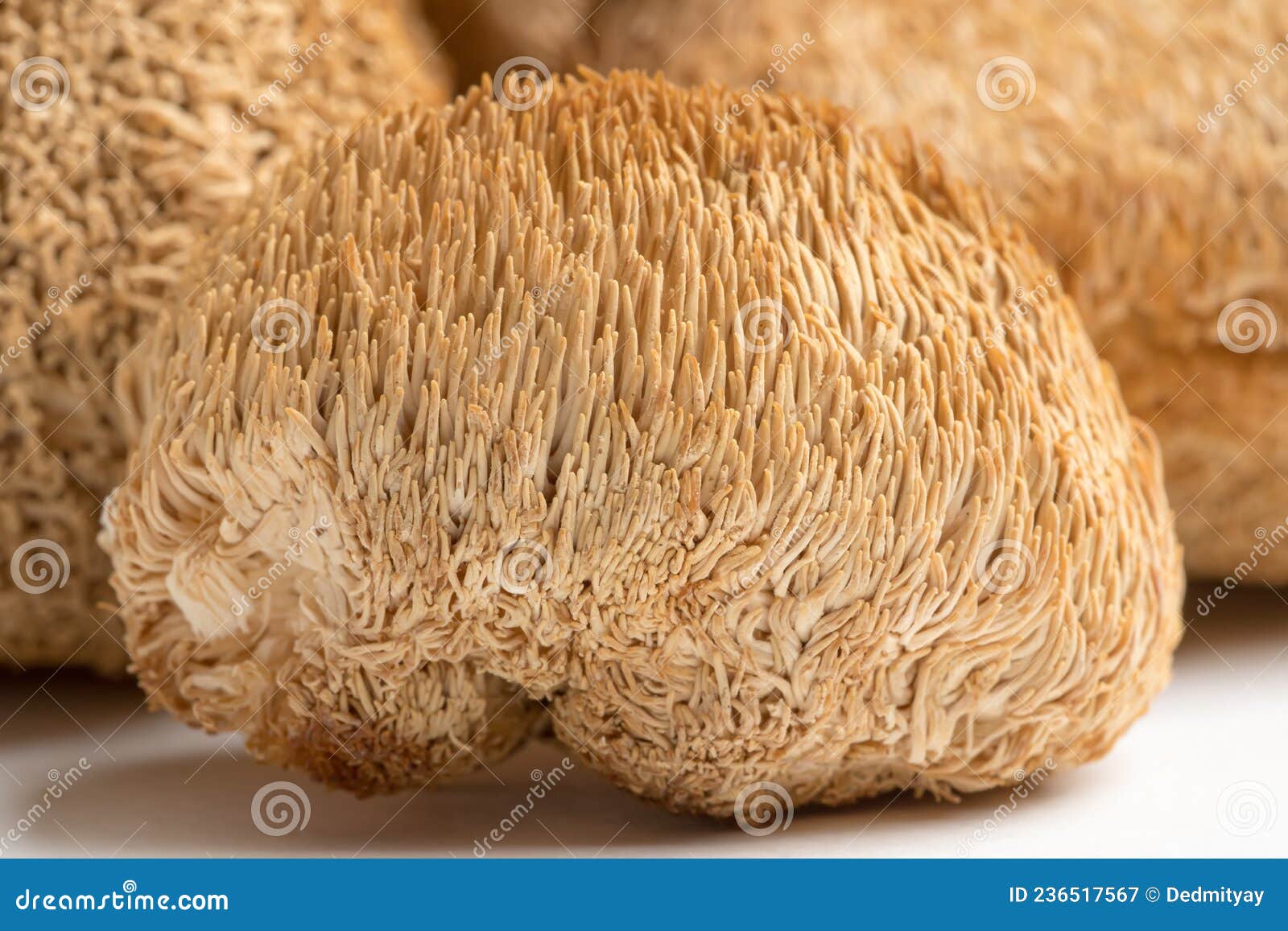 dried lion's mane mushrooms or hericium erinaceus also called bearded tooth fungus