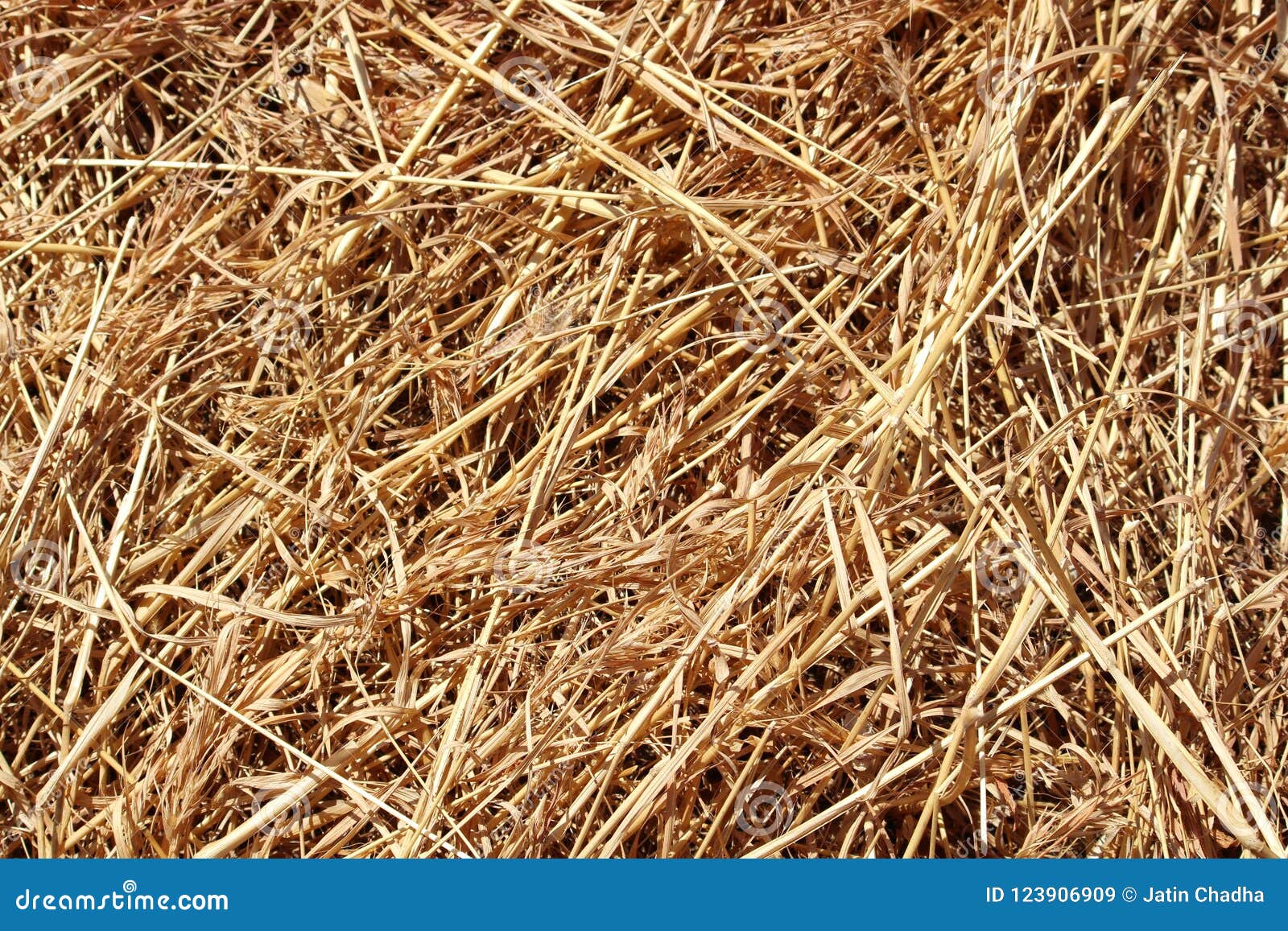 Dried Long Grass Background Stock Image Image of long, season 123906909
